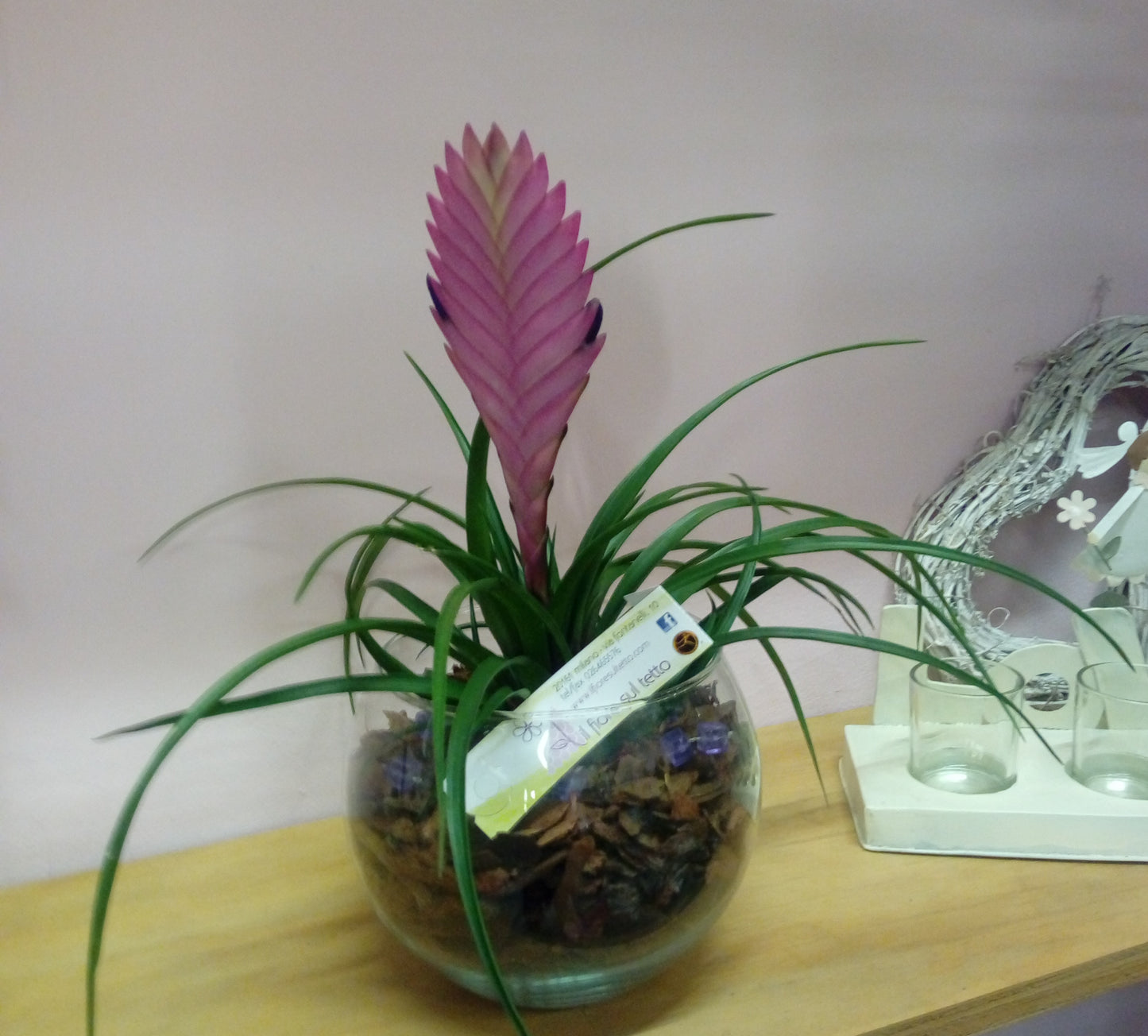 Tillandsia