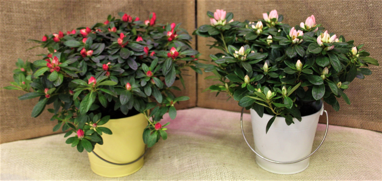 Azalea japonica