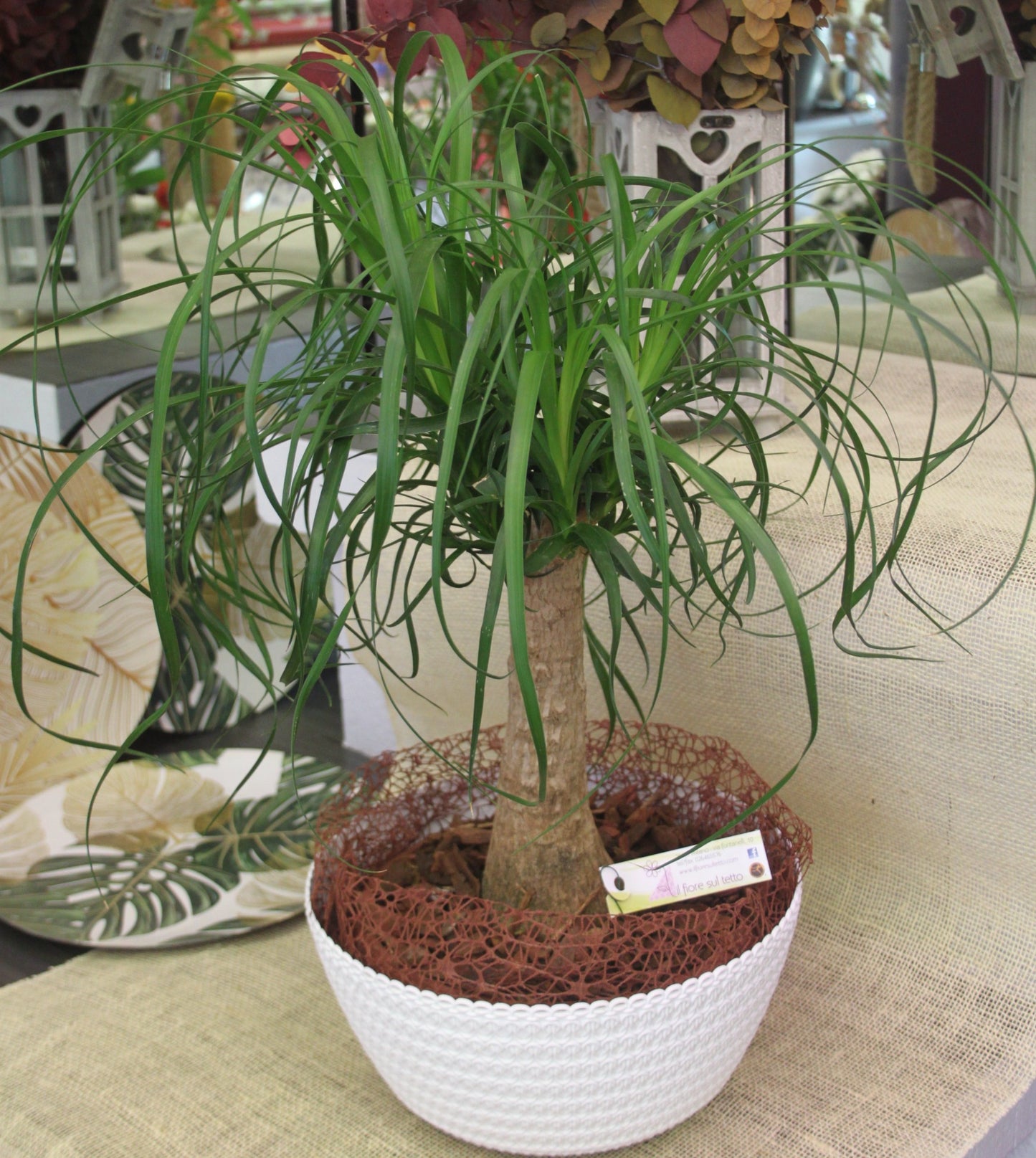 Beaucarnea recurvata