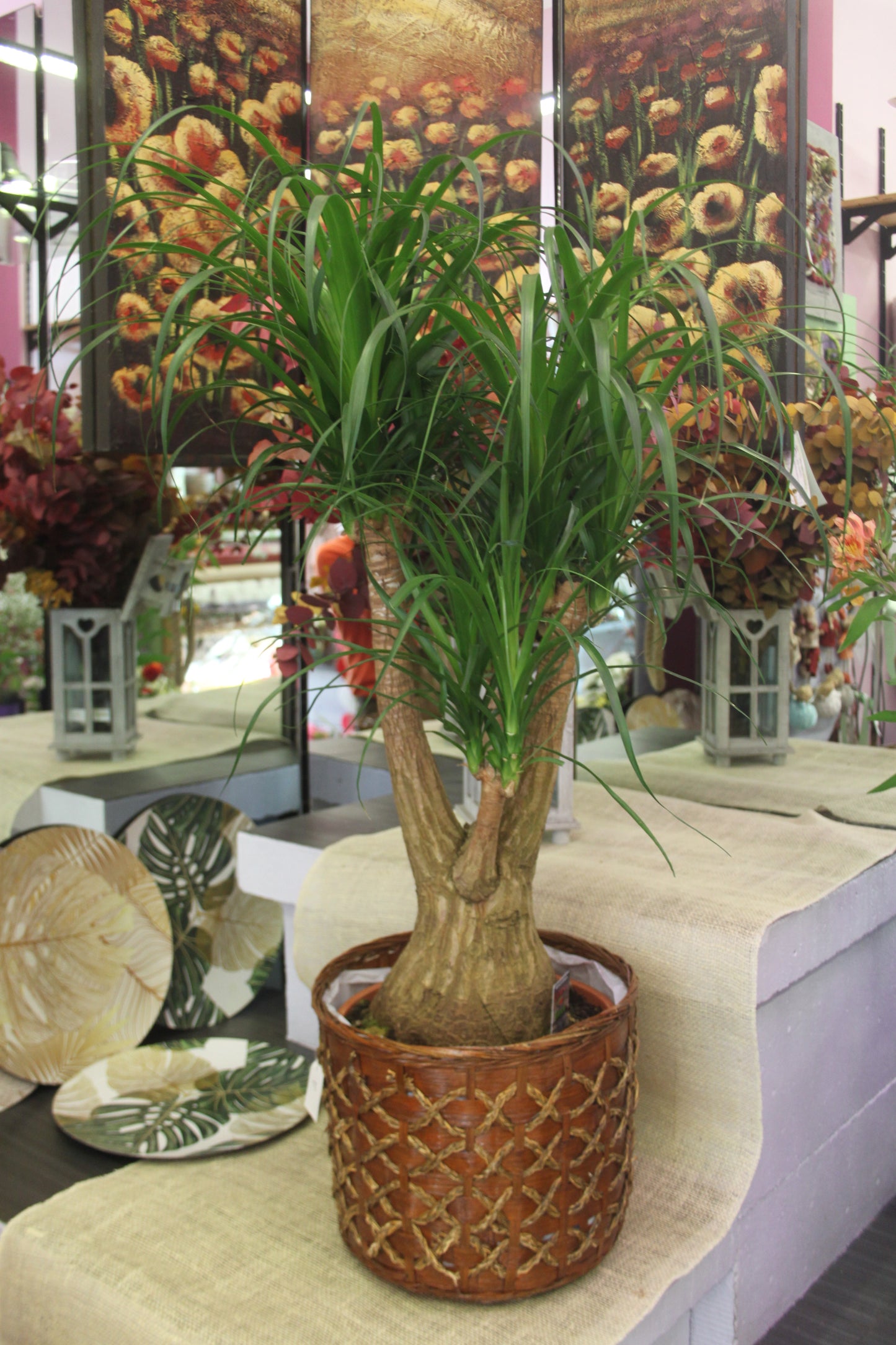 Beaucarnea recurvata