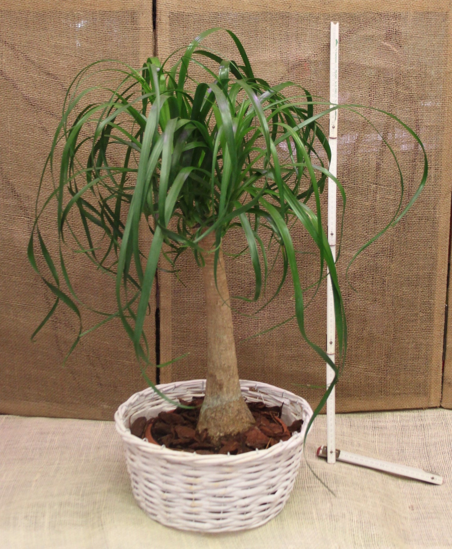 Beaucarnea recurvata