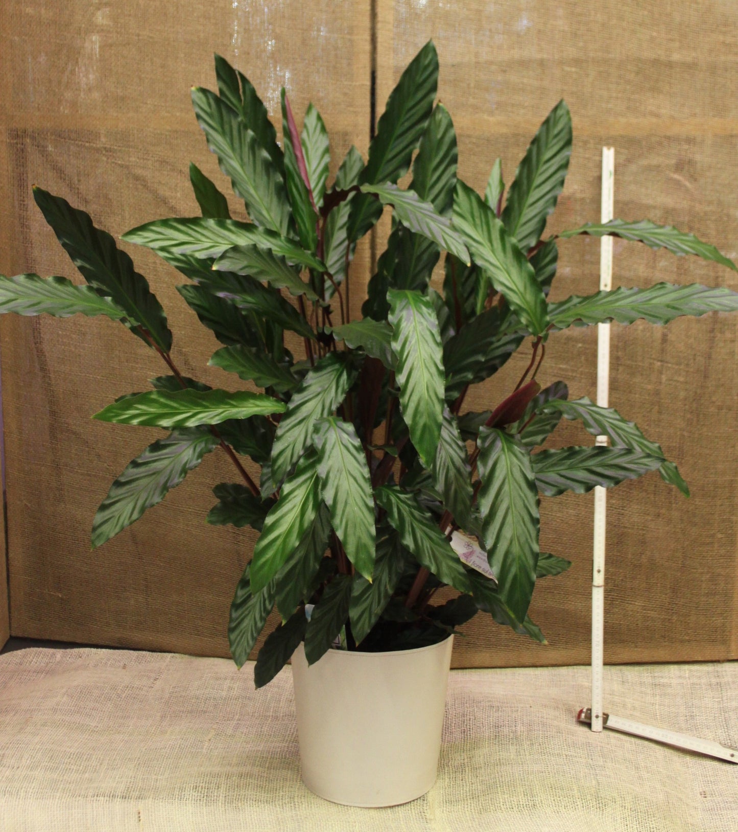 Calathea rufibarba 'Wavestar'