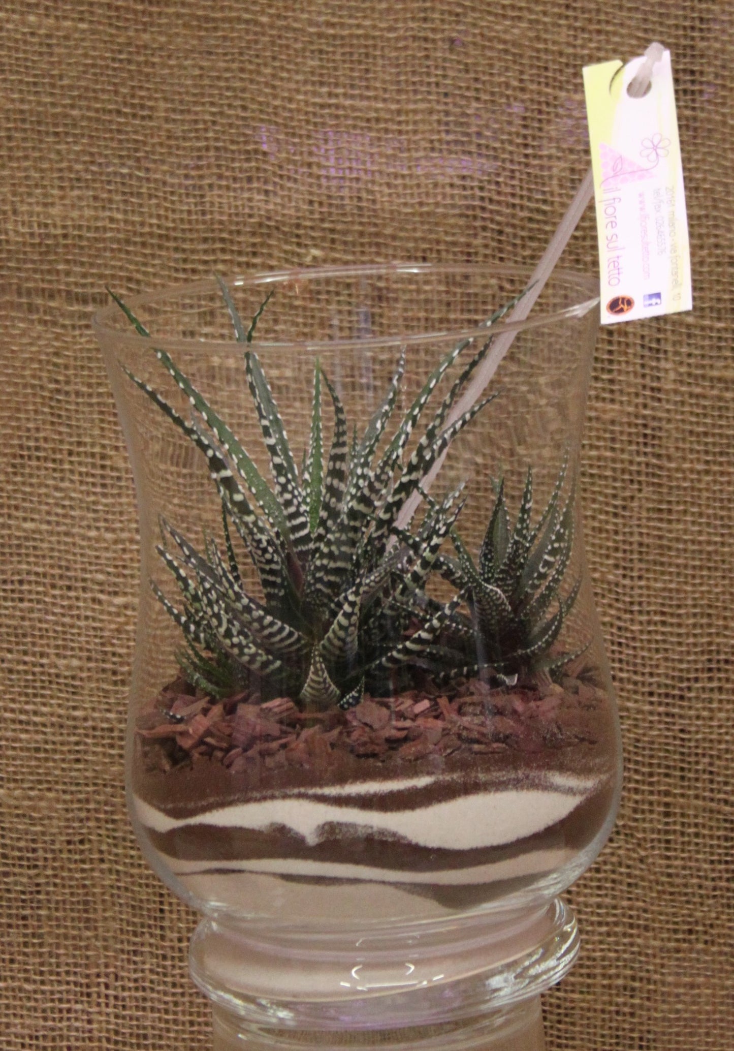 Havortzia