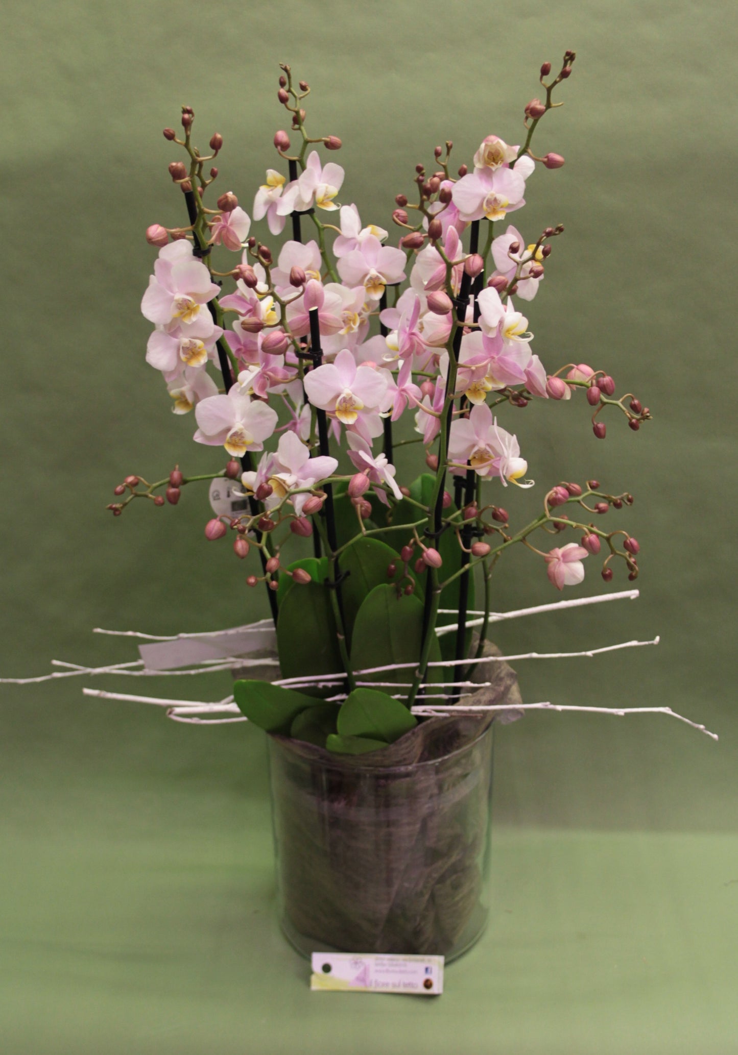 Orchidea Phalenopsis