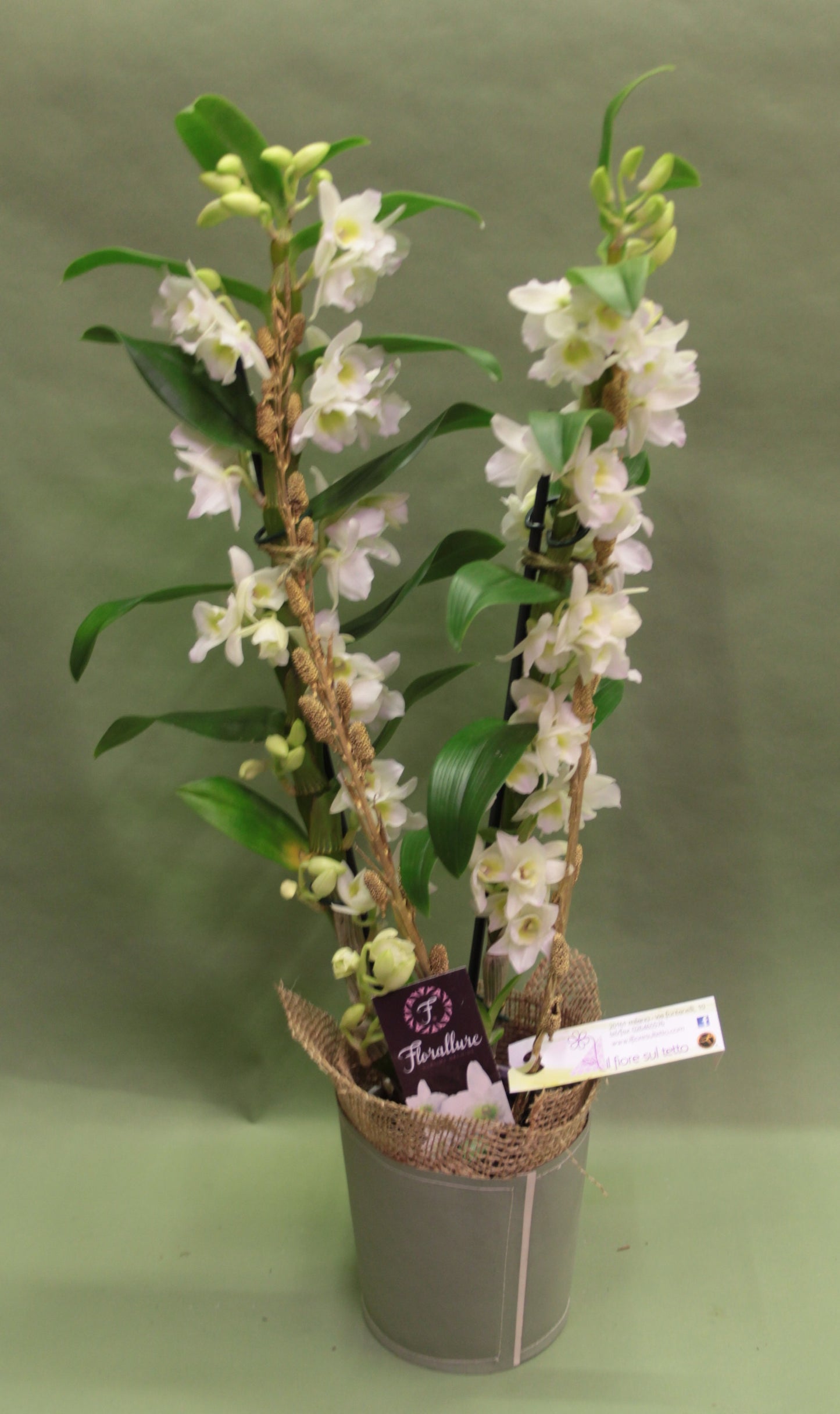 Orchidea Phalenopsis