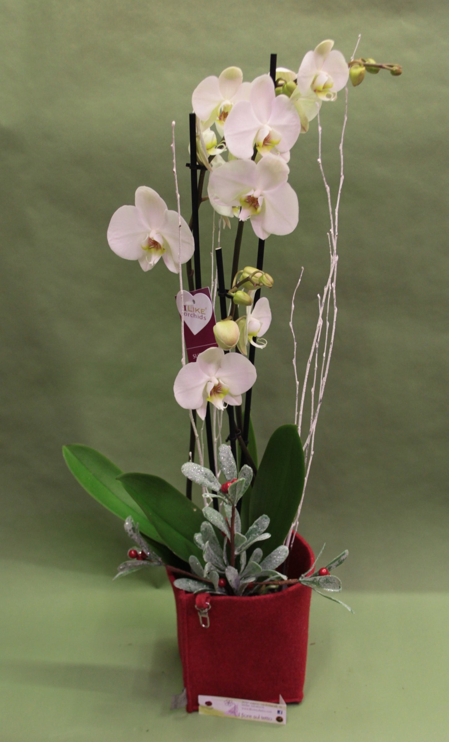 Orchidea Phalenopsis