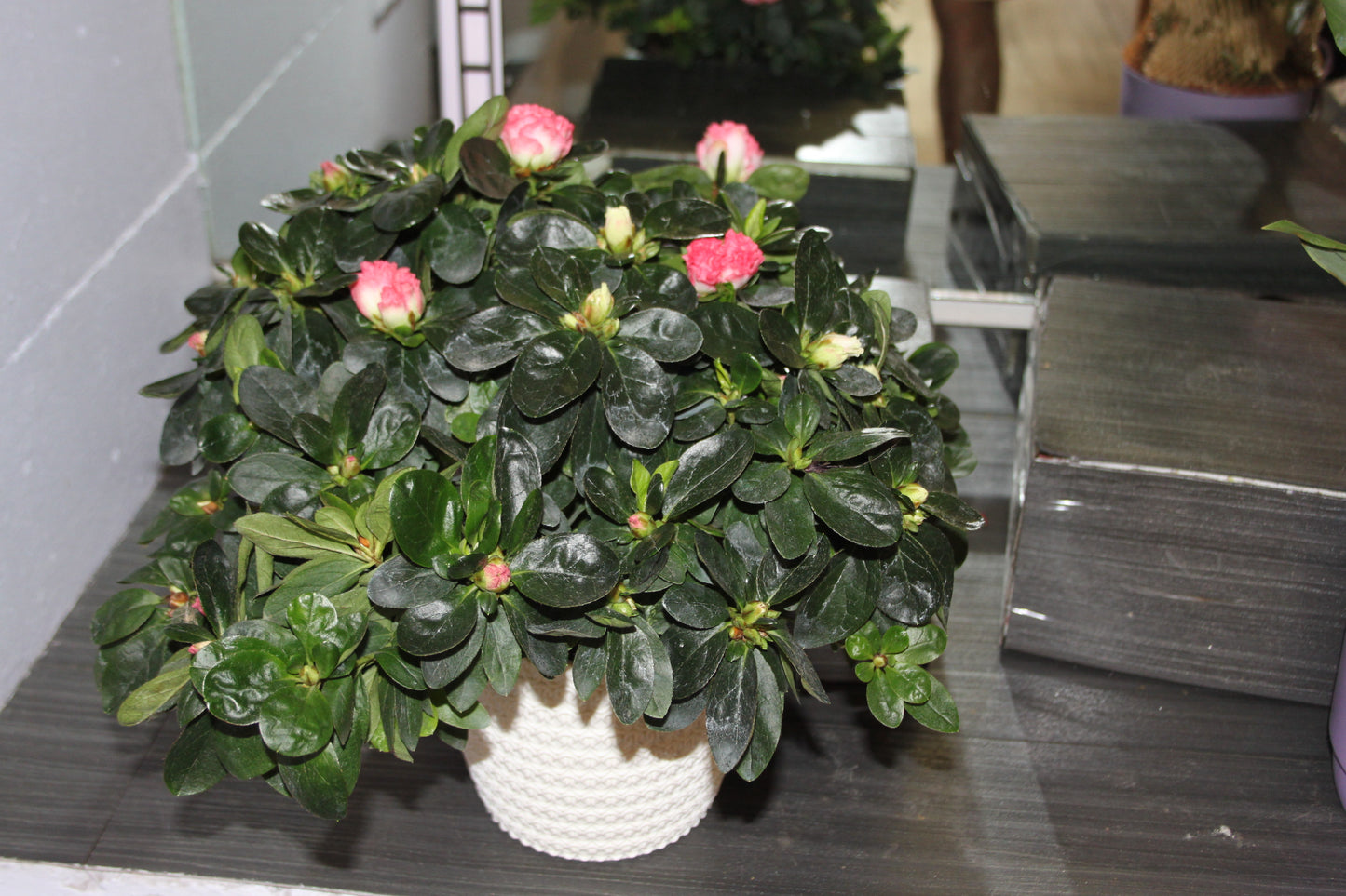 Azalea japonica