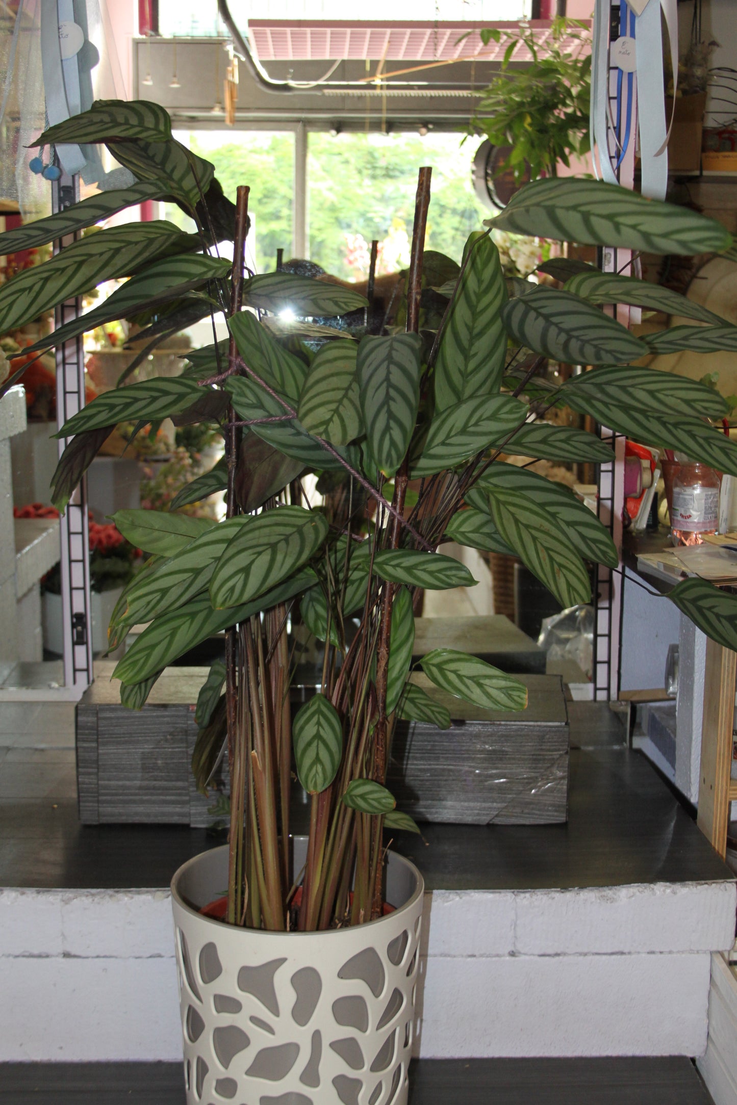 Calathea rufibarba 'Wavestar'