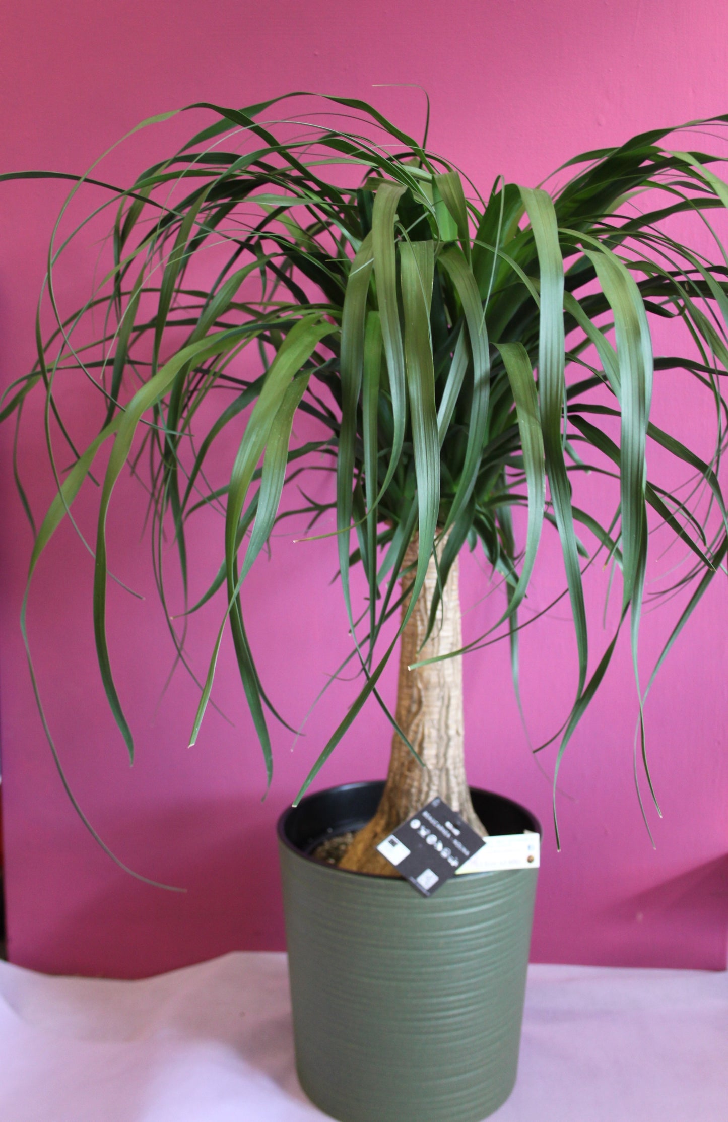 Beucarnea