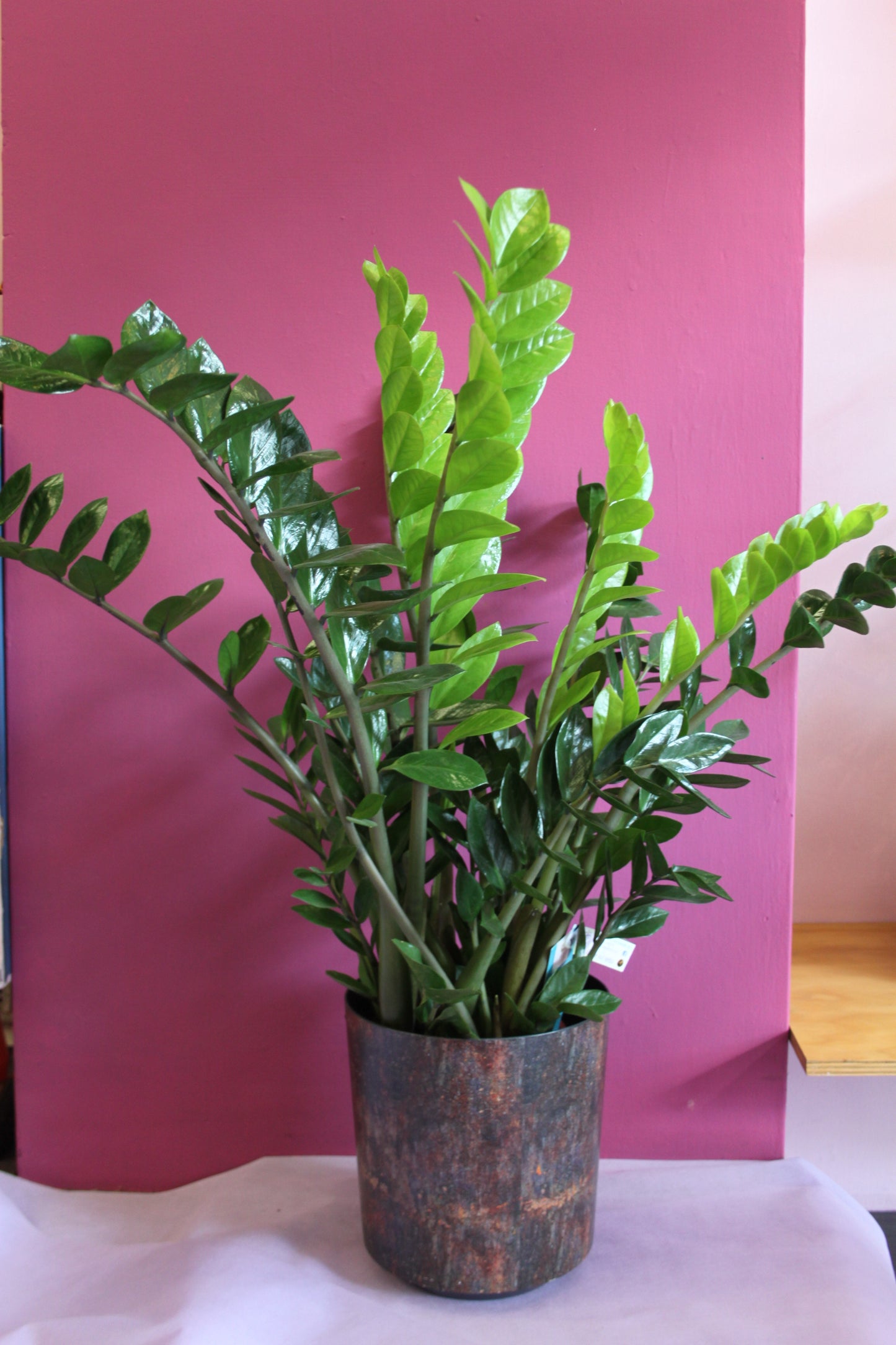 Zamioculcas