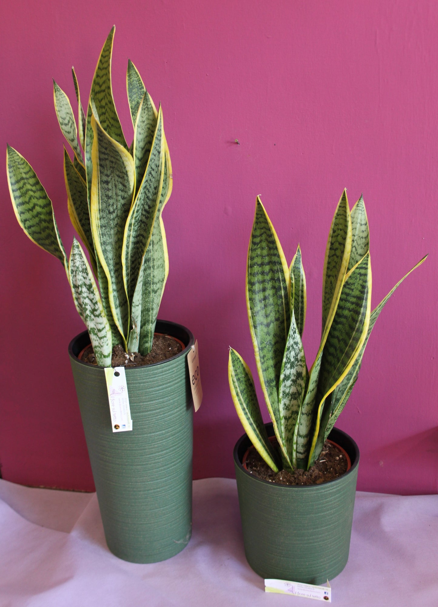 Sanseveria trifasciata