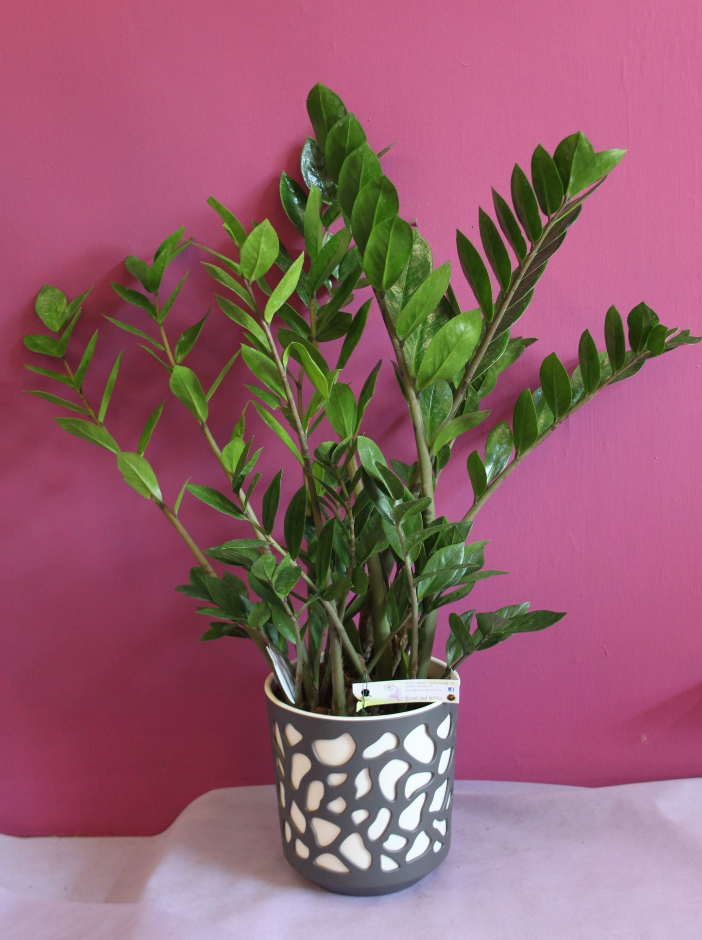 Zamioculcas