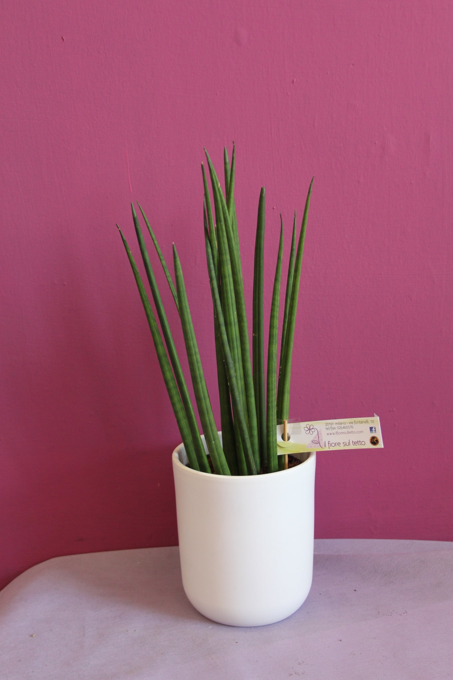 Sanseveria cylindrica