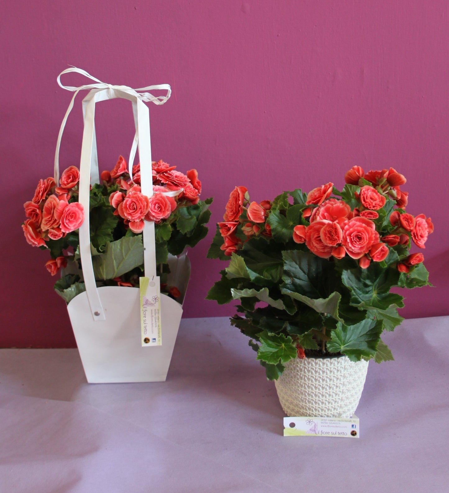 Begonia Borias, singola o coppia