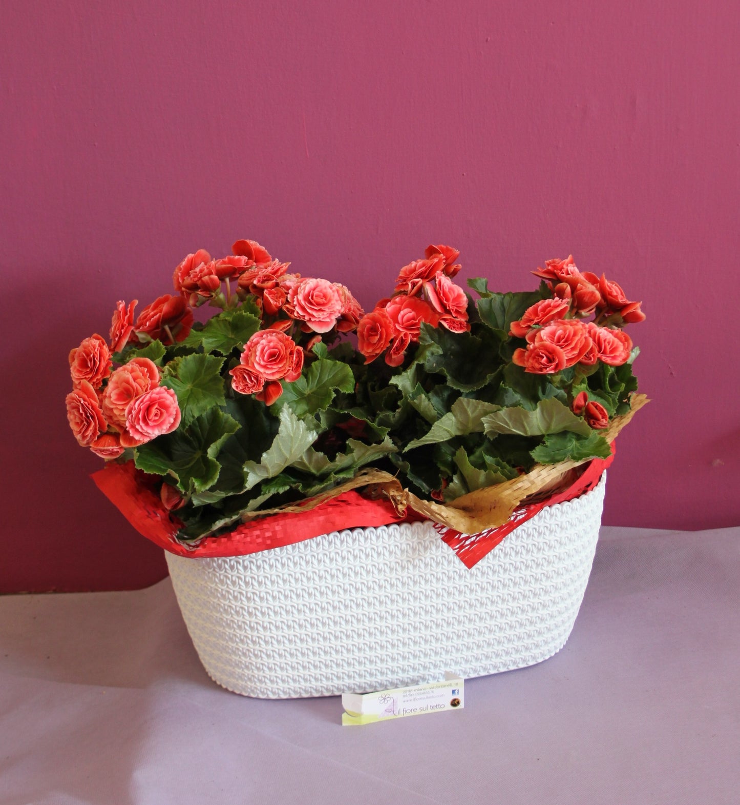 Begonia Borias, singola o coppia