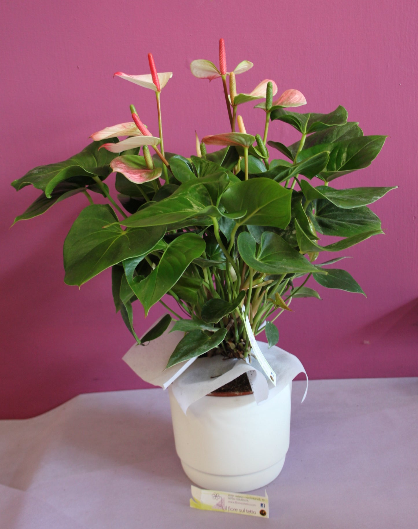 Anthurium
