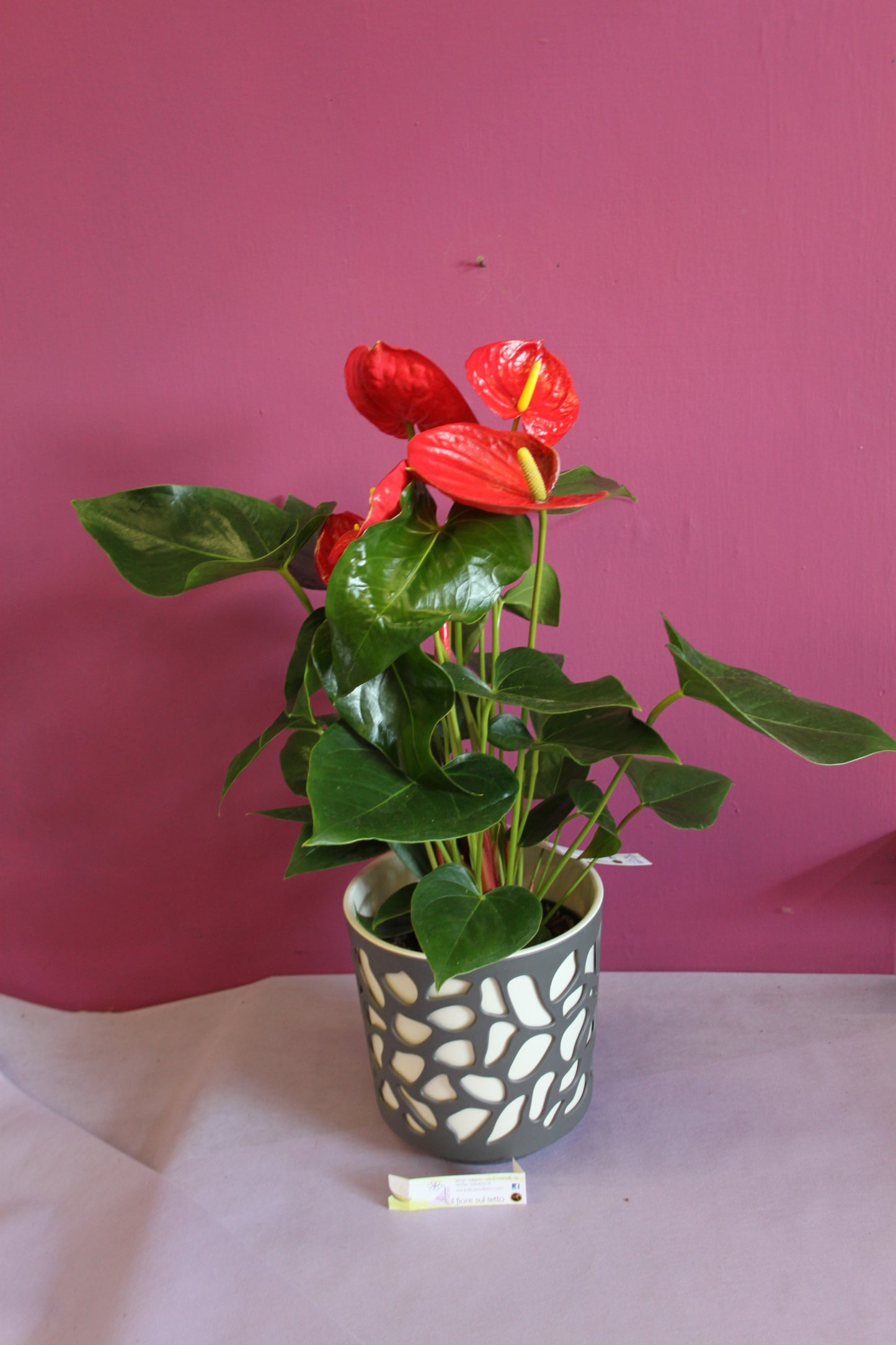 Anthurium