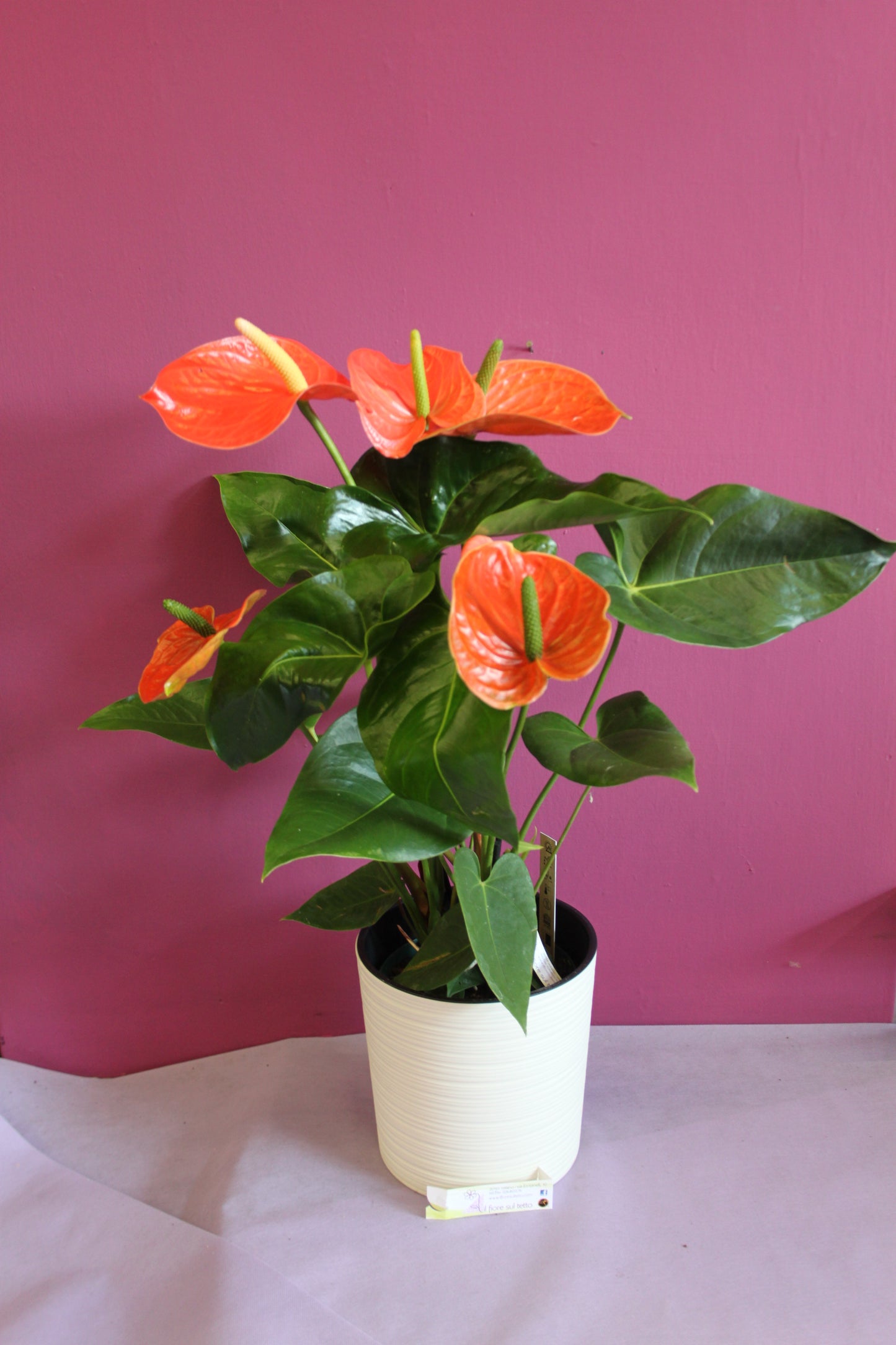 Anthurium