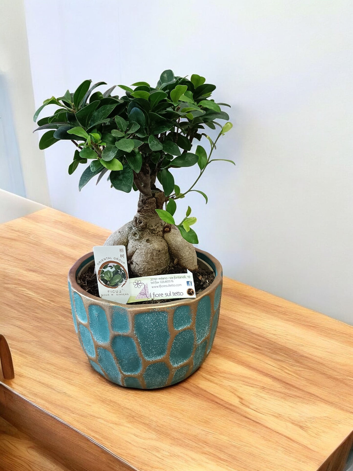 Ficus ginseng
