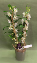 Carica l&#39;immagine nel visualizzatore di Gallery, Orchidea Phalenopsis
