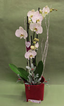 Carica l&#39;immagine nel visualizzatore di Gallery, Orchidea Phalenopsis
