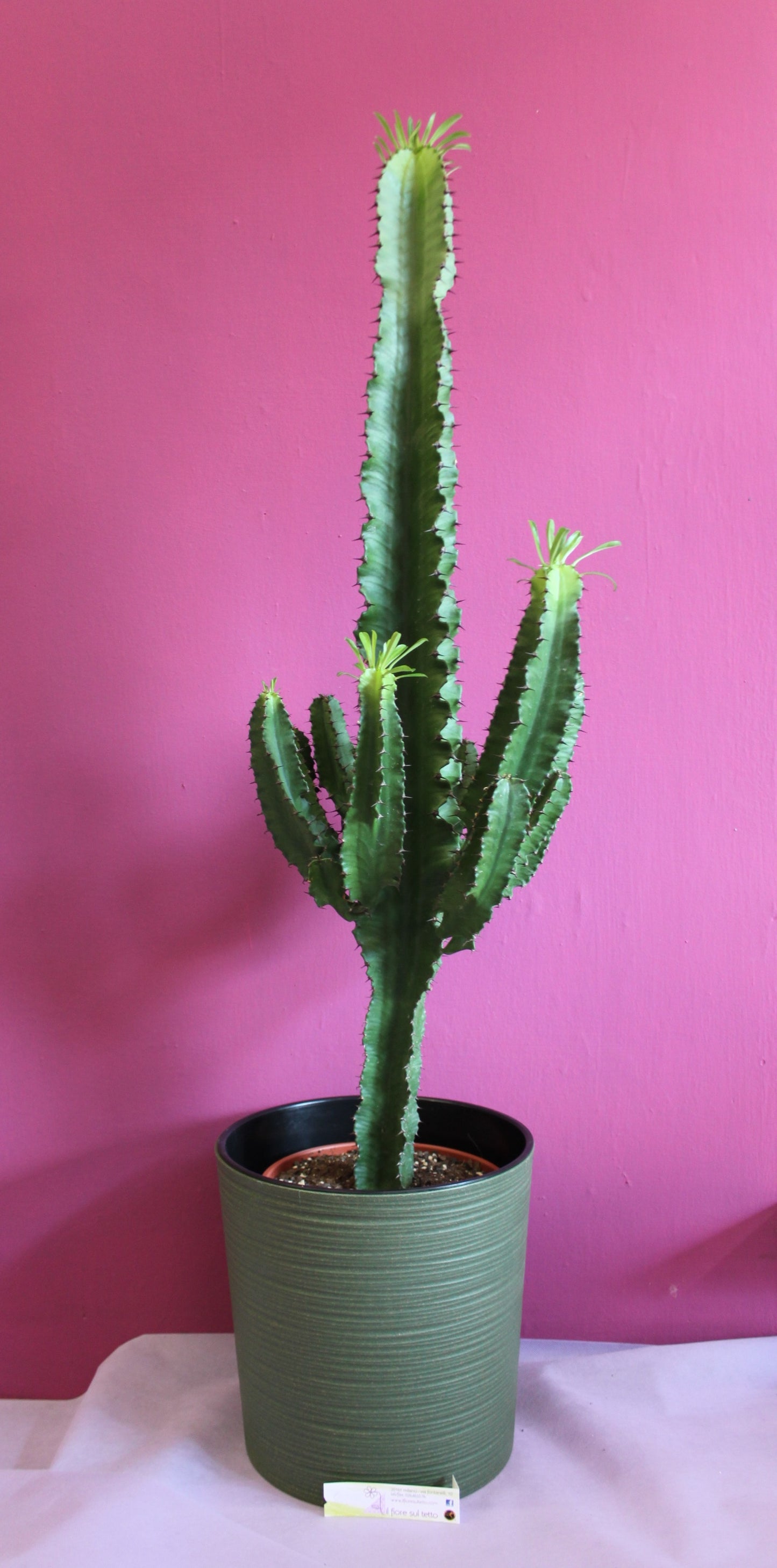 Euphorbia erythreae