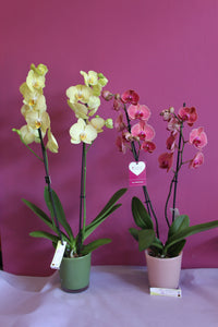 Orchidea Phalenopsis