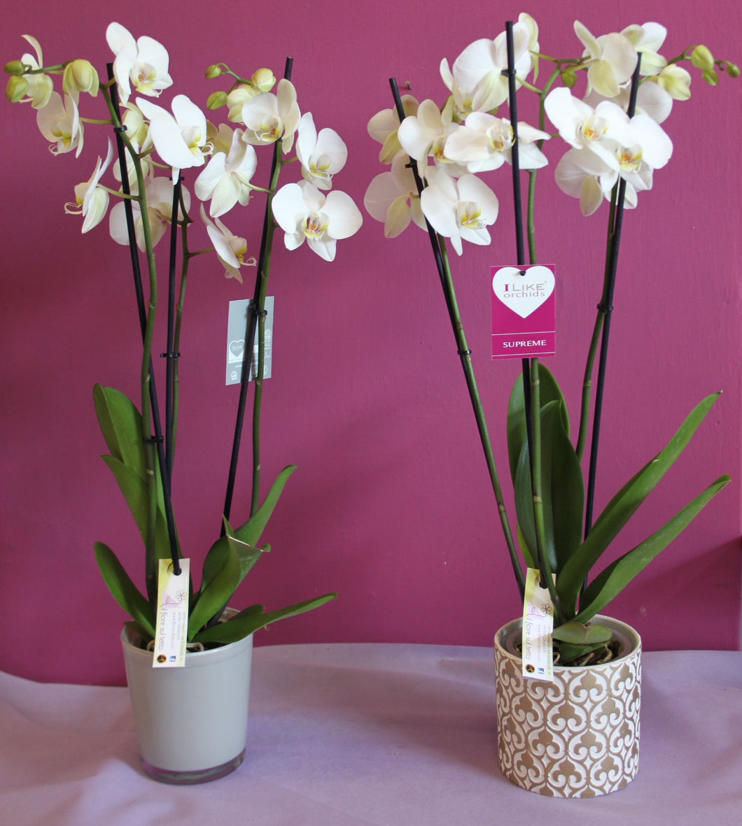 Orchidea Phalenopsis