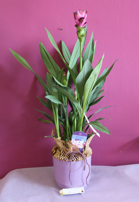 Curcuma