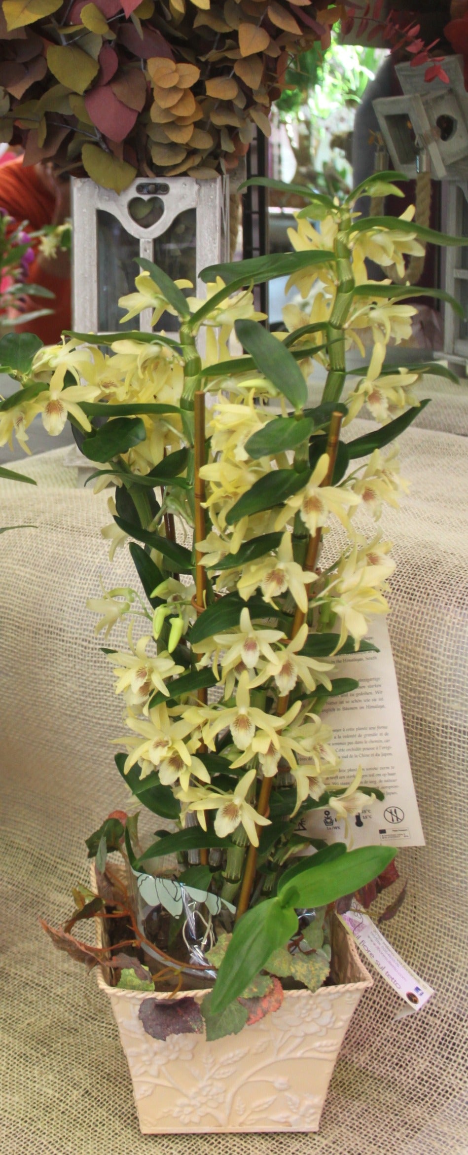 Dendrobium